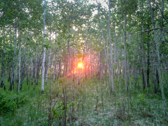 Sunrise through the forest at Bearhill Bird Observatory