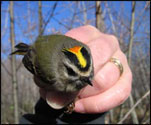Golden Crowned kinglet?