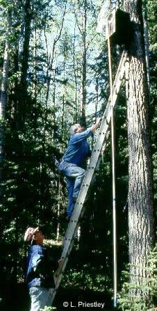 Checking Owl Nest Boxes