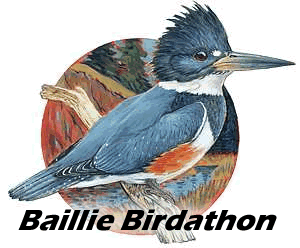 Baille Birdathon Logo