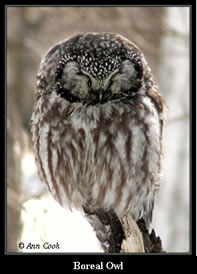 Boreal Owl
