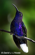 Violet Sabrewing