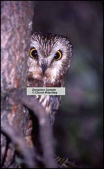 northern Saw-whet owl Poster Sample