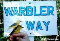 Yellow Warbler