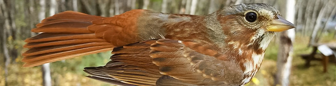 Beaverhill Bird Observatory - Hairy Woodpecker Wing