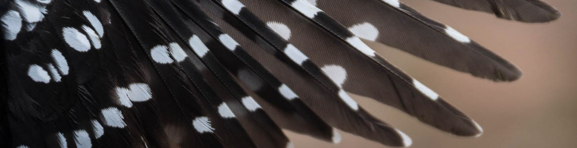 Beaverhill Bird Observatory - Hairy Woodpecker Wing