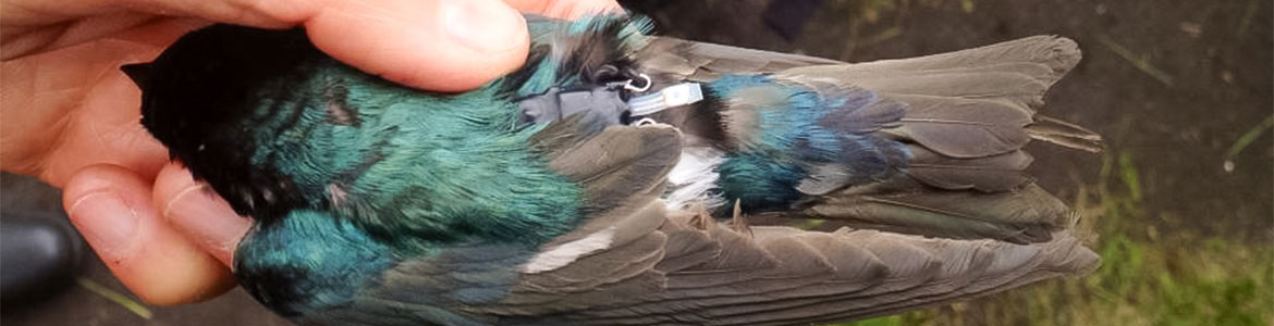 Beaverhill Bird Observatory - Hairy Woodpecker Wing