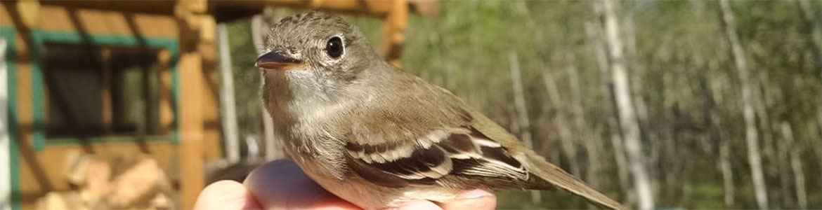 Beaverhill Bird Observatory - Hairy Woodpecker Wing