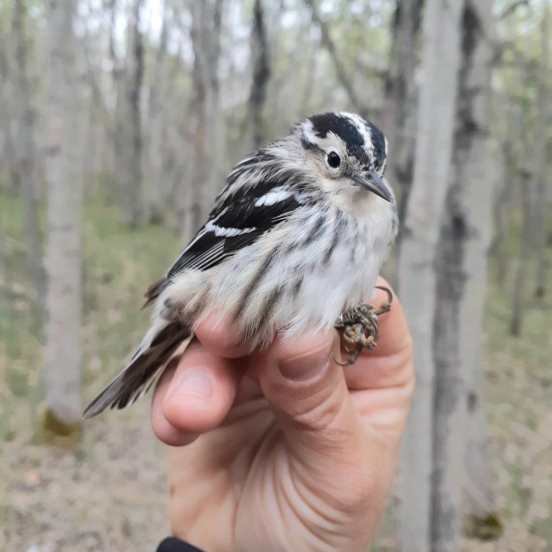 Black and White Warbler